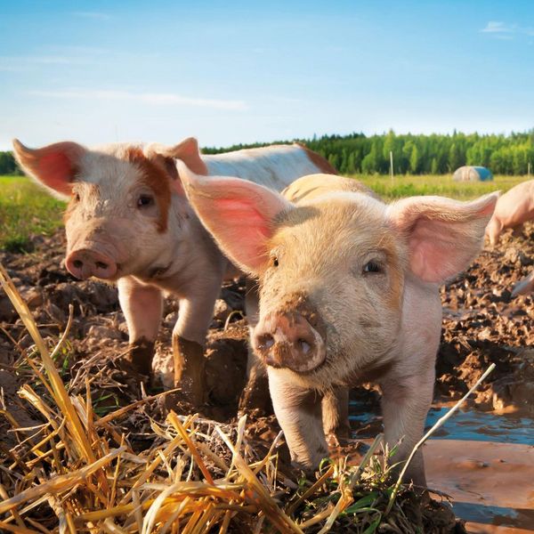 Produktbild: Piggies/Schweinchen 2024