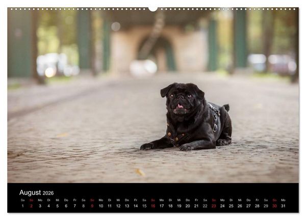 Produktbild: Berliner M&ouml;pse (Wandkalender 2026 DIN A2 quer), CALVENDO Monatskalender
