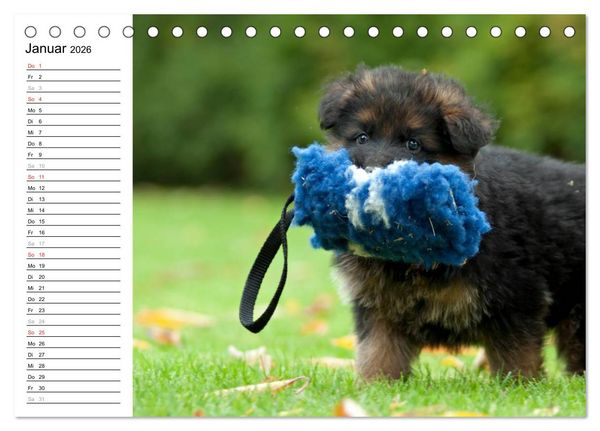 Produktbild: Deutscher Sch&auml;ferhund - Welpen (Tischkalender 2026 DIN A5 quer), CALVENDO Monatskalender