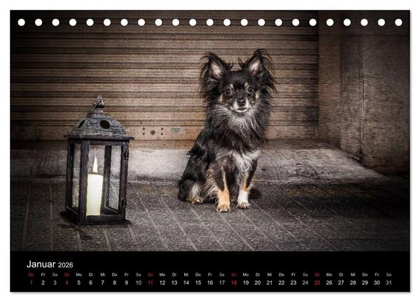 Produktbild: Chihuahuas - Cool and Cute (Tischkalender 2026 DIN A5 quer), CALVENDO Monatskalender