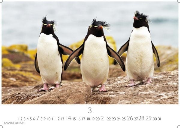 Produktbild: Pinguine Kalender 2027 &ndash; Wandkalender | Fotokalender Tierkalender 35x50cm Grosses Format | . mit niedlichen Pinguin-Motiven im antarktischen Lebensraum.