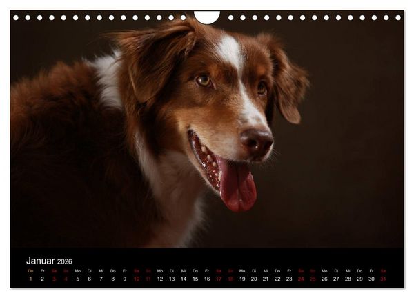 Produktbild: Charmante Australian Shepherds (Wandkalender 2026 DIN A4 quer), CALVENDO Monatskalender