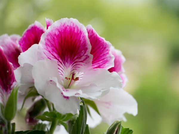 Produktbild: CALVENDO Puzzle Edelpelargonie 'Elegance Bravo' (Pelargonium grandiflorum) | 1000 Teile Lege-Gr&ouml;&szlig;e 64x48cm Foto-Puzzle f&uuml;r gl&uuml;ckliche Stunden