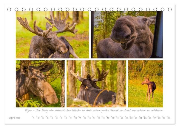Produktbild: Sehnsucht Schweden - Elche, Natur und Urlaubstr&auml;ume (Tischkalender 2027 DIN A5 quer), CALVENDO Monatskalender