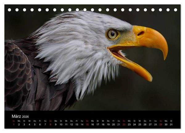 Produktbild: Raubv&ouml;gel zum Greifen nahe (Tischkalender 2026 DIN A5 quer), CALVENDO Monatskalender