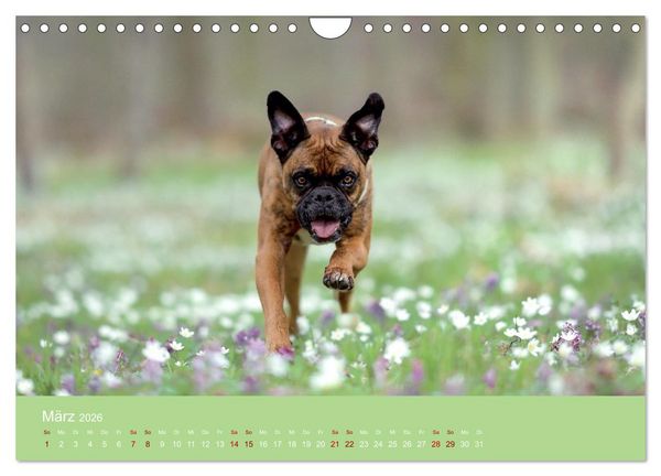 Produktbild: Fantastische Boxer - Sieger der Herzen (Wandkalender 2026 DIN A4 quer), CALVENDO Monatskalender
