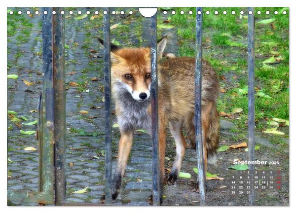 Produktbild: Familie Fuchs hautnah in Berlin (Wandkalender 2026 DIN A4 quer), CALVENDO Monatskalender