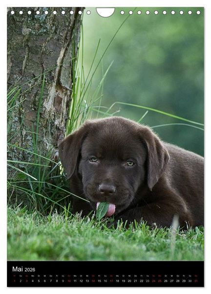Produktbild: Labrador Welpen (Wandkalender 2026 DIN A4 hoch), CALVENDO Monatskalender