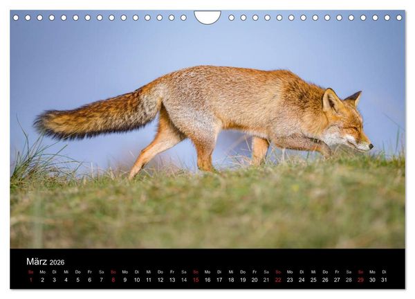 Produktbild: Rotf&uuml;chse (Wandkalender 2026 DIN A4 quer), CALVENDO Monatskalender