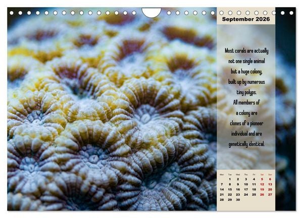 Produktbild: Diving into the Red Sea (Wall Calendar 2026 DIN A4 landscape), CALVENDO 12 Month Wall Calendar
