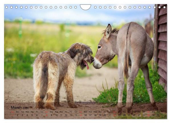 Produktbild: Little Donkey with Friends (Wall Calendar 2026 DIN A4 landscape), CALVENDO 12 Month Wall Calendar