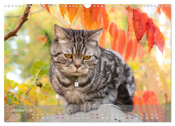 Produktbild: Inseelfeeling - Hiddensee (Wandkalender 2026 DIN A3 quer), CALVENDO Monatskalender