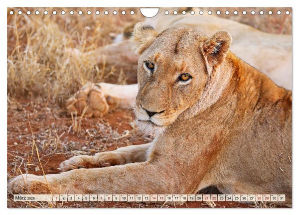 Produktbild: Afrikas L&ouml;wen 2026 (Wandkalender 2026 DIN A4 quer), CALVENDO Monatskalender