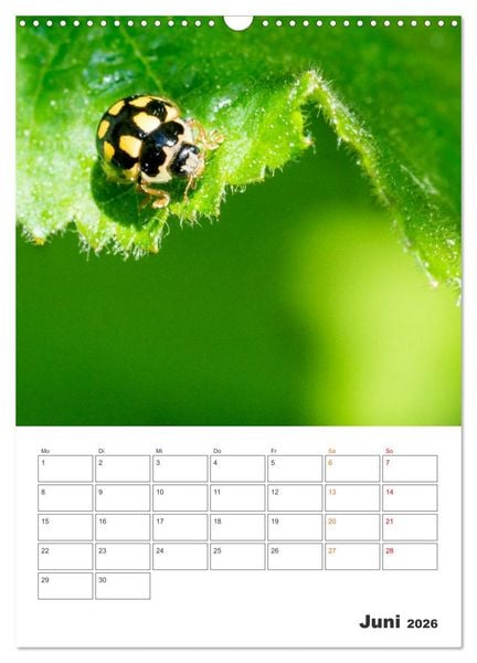 Produktbild: Kleines Gl&uuml;ck ganz gro&szlig;: Marienk&auml;fer! (Wandkalender 2026 DIN A3 hoch), CALVENDO Monatskalender