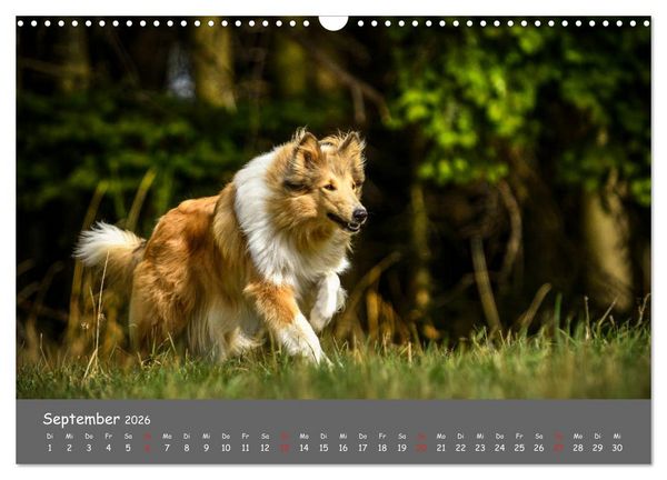Produktbild: Einmal Collie - immer Collie (Wandkalender 2026 DIN A3 quer), CALVENDO Monatskalender