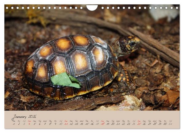 Produktbild: Turtles and Tortoise / UK-Version (Wall Calendar 2026 DIN A4 landscape), CALVENDO 12 Month Wall Calendar