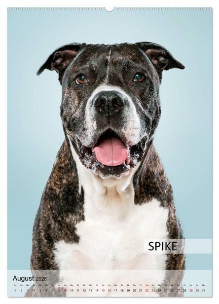 Produktbild: Hundekalender - Hunderassen im Portrait (Wandkalender 2026 DIN A2 hoch), CALVENDO Monatskalender