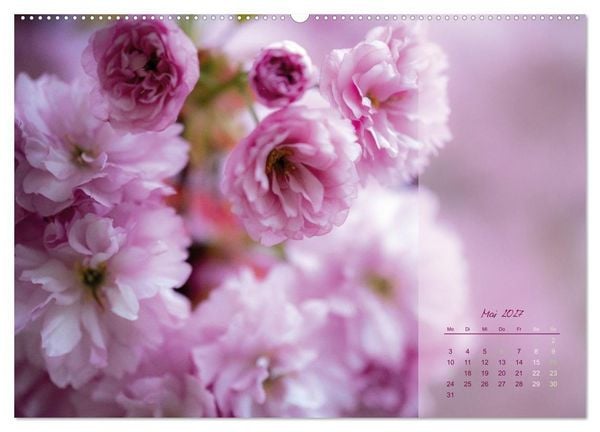 Produktbild: Pretty in Pink - Die Kirschbl&uuml;te (Wandkalender 2027 DIN A2 quer), CALVENDO Monatskalender
