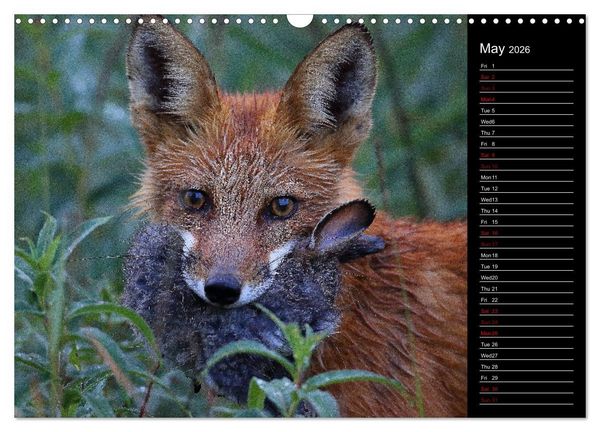 Produktbild: North America's Wildlife (Wall Calendar 2026 DIN A3 landscape), CALVENDO 12 Month Wall Calendar