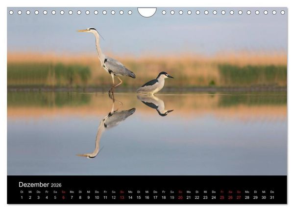 Produktbild: Reiher - Der Tanz auf dem Wasser (Wandkalender 2026 DIN A4 quer), CALVENDO Monatskalender