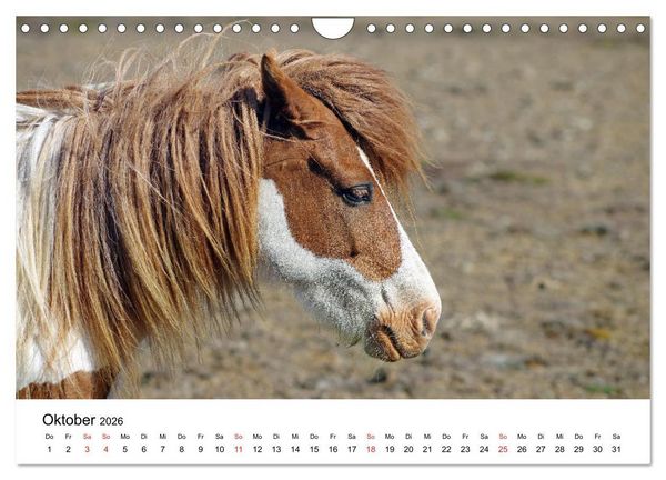 Produktbild: Die Pferde Islands - Ein Streifzug durch Island (Wandkalender 2026 DIN A4 quer), CALVENDO Monatskalender