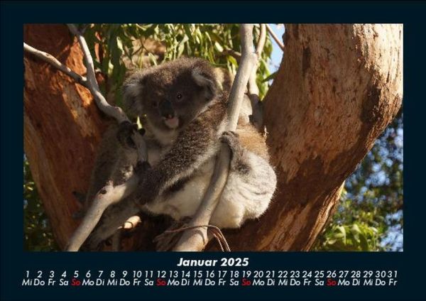 Produktbild: Koala 2025 Fotokalender DIN A5