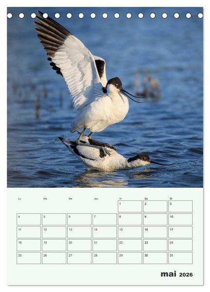 Produktbild: Voyage ornithologique (Calendrier de bureau 2026 DIN A5 horizontal), CALVENDO calendrier mensuel