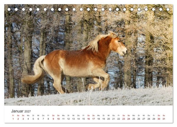 Produktbild: Haflinger - blonde Sch&ouml;nheiten (Tischkalender 2027 DIN A5 quer), CALVENDO Monatskalender