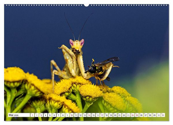 Produktbild: Im Bann der Mantis (hochwertiger Premium Wandkalender 2026 DIN A2 quer), Kunstdruck in Hochglanz