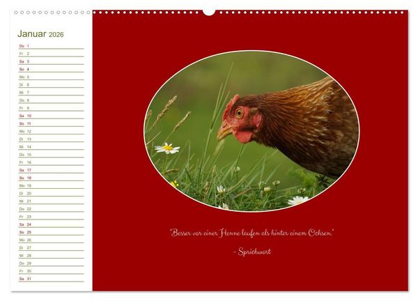 Produktbild: Freilaufende H&uuml;hner (Wandkalender 2026 DIN A2 quer), CALVENDO Monatskalender