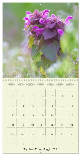 Produktbild: Flowers from dreamland (Wall Calendar 2026 12 &times; 12 Inch) CALVENDO 12 Month Wall Calendar