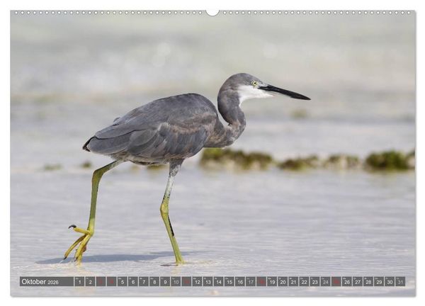 Produktbild: Sansibar (hochwertiger Premium Wandkalender 2026 DIN A2 quer), Kunstdruck in Hochglanz