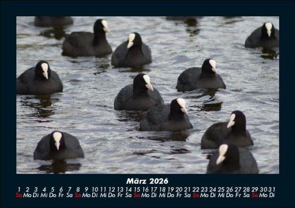 Produktbild: Vogelparadies 2026 Fotokalender DIN A5