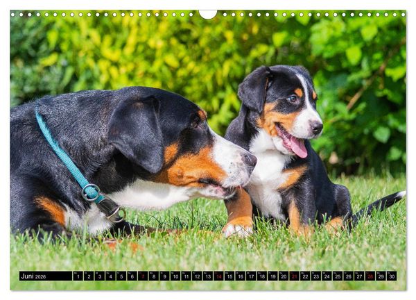 Produktbild: Ein Hund zum Verlieben - Gro&szlig;er Schweizer Sennenhund (Wandkalender 2026 DIN A3 quer), CALVENDO Monatskalender