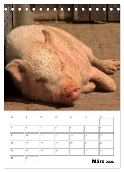 Produktbild: Schweine 2026 (Tischkalender 2026 DIN A5 hoch), CALVENDO Monatskalender