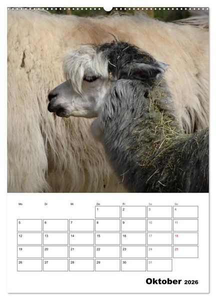 Produktbild: Alpaka und Lama Terminplaner (hochwertiger Premium Wandkalender 2026 DIN A2 hoch), Kunstdruck in Hochglanz