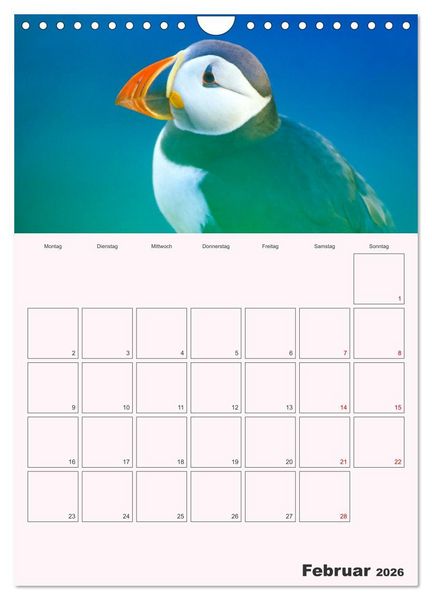 Produktbild: Papageitaucher Monatsplaner (Wandkalender 2026 DIN A4 hoch), CALVENDO Monatskalender