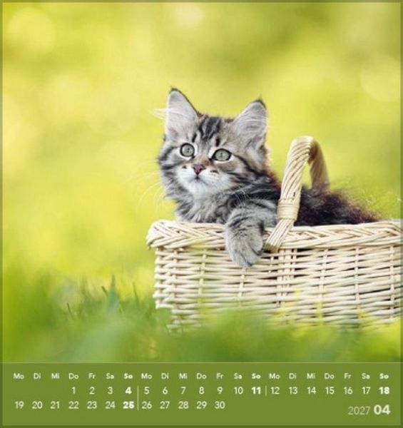 Produktbild: Schmusekatzen 2027