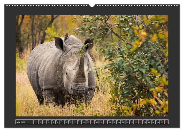 Produktbild: Das Wei&szlig;e Nashorn (hochwertiger Premium Wandkalender 2026 DIN A2 quer), Kunstdruck in Hochglanz