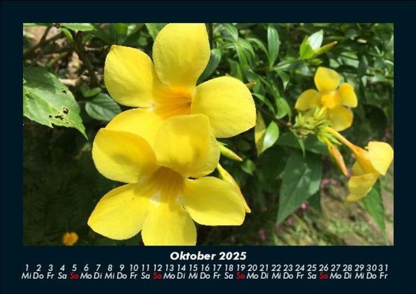 Produktbild: Blumenkalender 2025 Fotokalender DIN A5