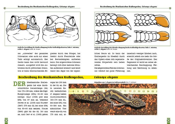 Produktbild: Der Mexikanische und Mittelamerikanische Krallengecko
