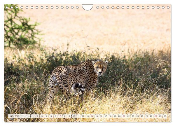 Produktbild: Tansania - Durch die Nationalparks Ostafrikas (Wandkalender 2026 DIN A4 quer), CALVENDO Monatskalender