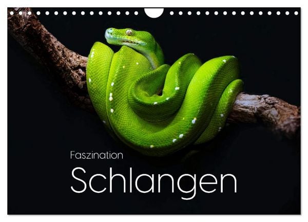 Faszination Schlangen (Wandkalender 2026 DIN A4 quer), CALVENDO Monatskalender