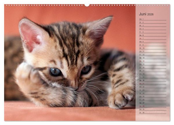 Produktbild: Die Bengalkatze. Edition Jungtiere (hochwertiger Premium Wandkalender 2026 DIN A2 quer), Kunstdruck in Hochglanz
