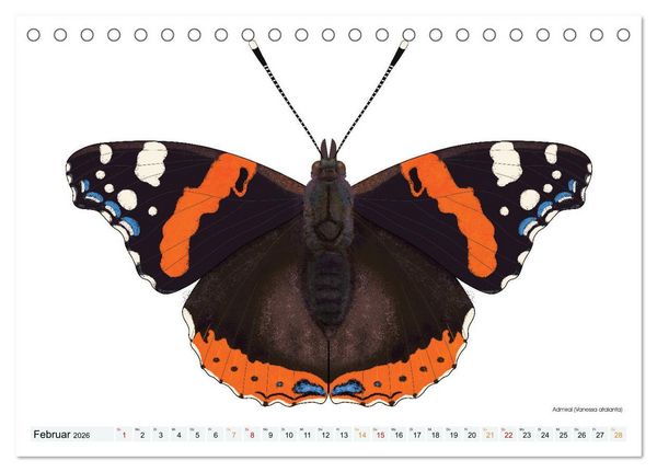 Produktbild: Schmetterlinge illustriert (Tischkalender 2026 DIN A5 quer), CALVENDO Monatskalender