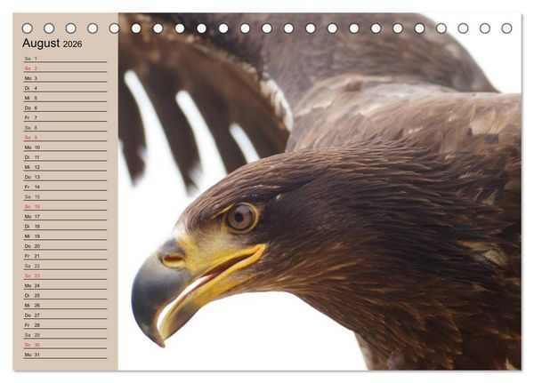 Produktbild: Der Steinadler. Majest&auml;tischer Greifvogel (Tischkalender 2026 DIN A5 quer), CALVENDO Monatskalender