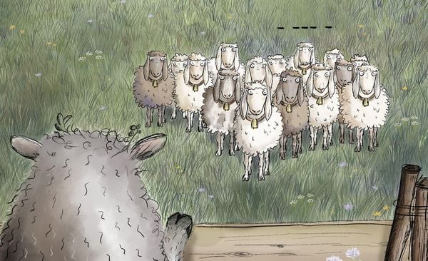 Produktbild: Die krasseste Herde