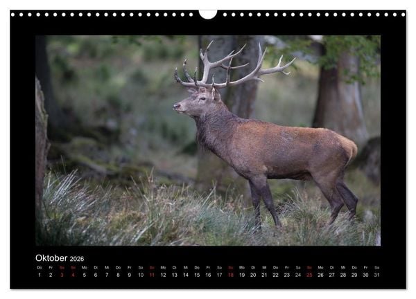Produktbild: Wolf, Luchs und Co. - Tierbilder aus dem Bayerischen Wald (Wandkalender 2026 DIN A3 quer), CALVENDO Monatskalender