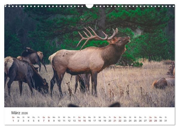 Produktbild: Rothirsche - Die imposanten K&ouml;nige der W&auml;lder. (Wandkalender 2026 DIN A3 quer), CALVENDO Monatskalender