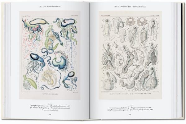 Produktbild: Ernst Haeckel